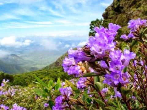 Kerala Exporess Tour Image