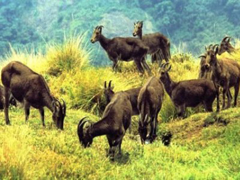 Kerala Glimpses Tour Image